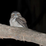 Tawny Frogmouth (image by Mike Watson)