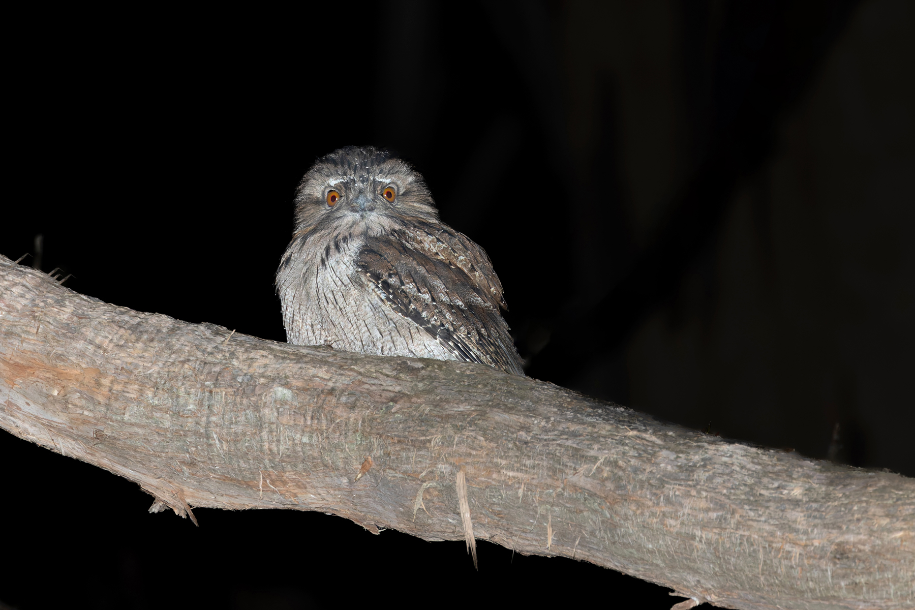Tawny Frogmouth (image by Mike Watson)