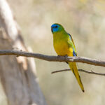 Turquoise Parrot (image by Mike Watson)