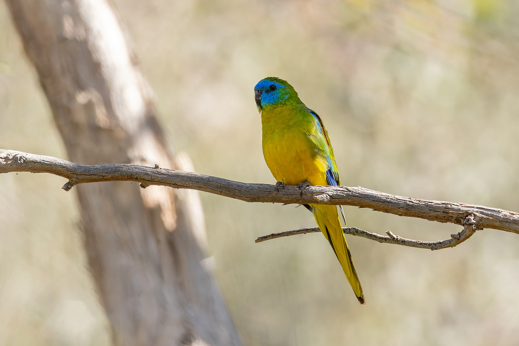 Turquoise Parrot (image by Mike Watson)