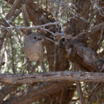 Western Grasswren (image by Mike Watson)