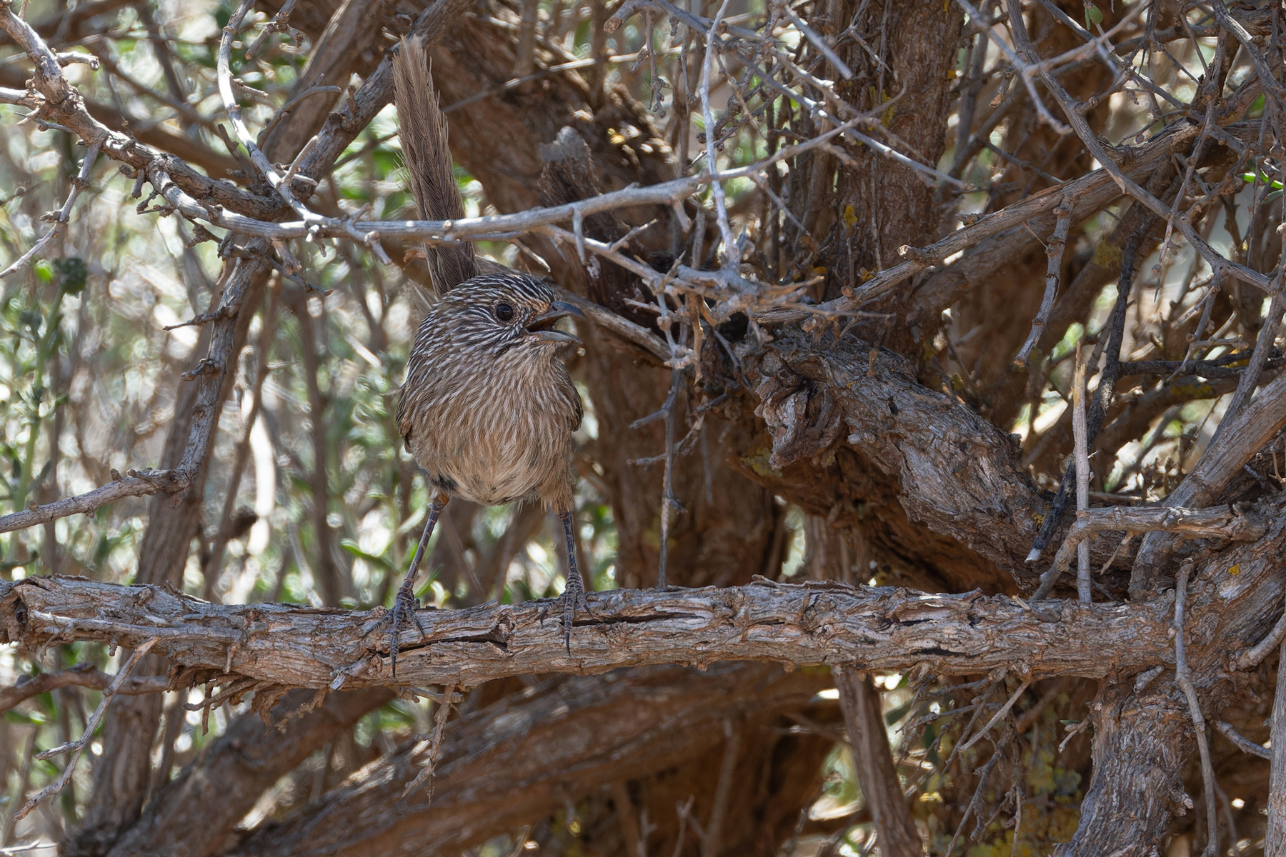 Western Grasswren (image by Mike Watson)