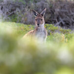 Western Grey Kangaroo (image by Mike Watson)