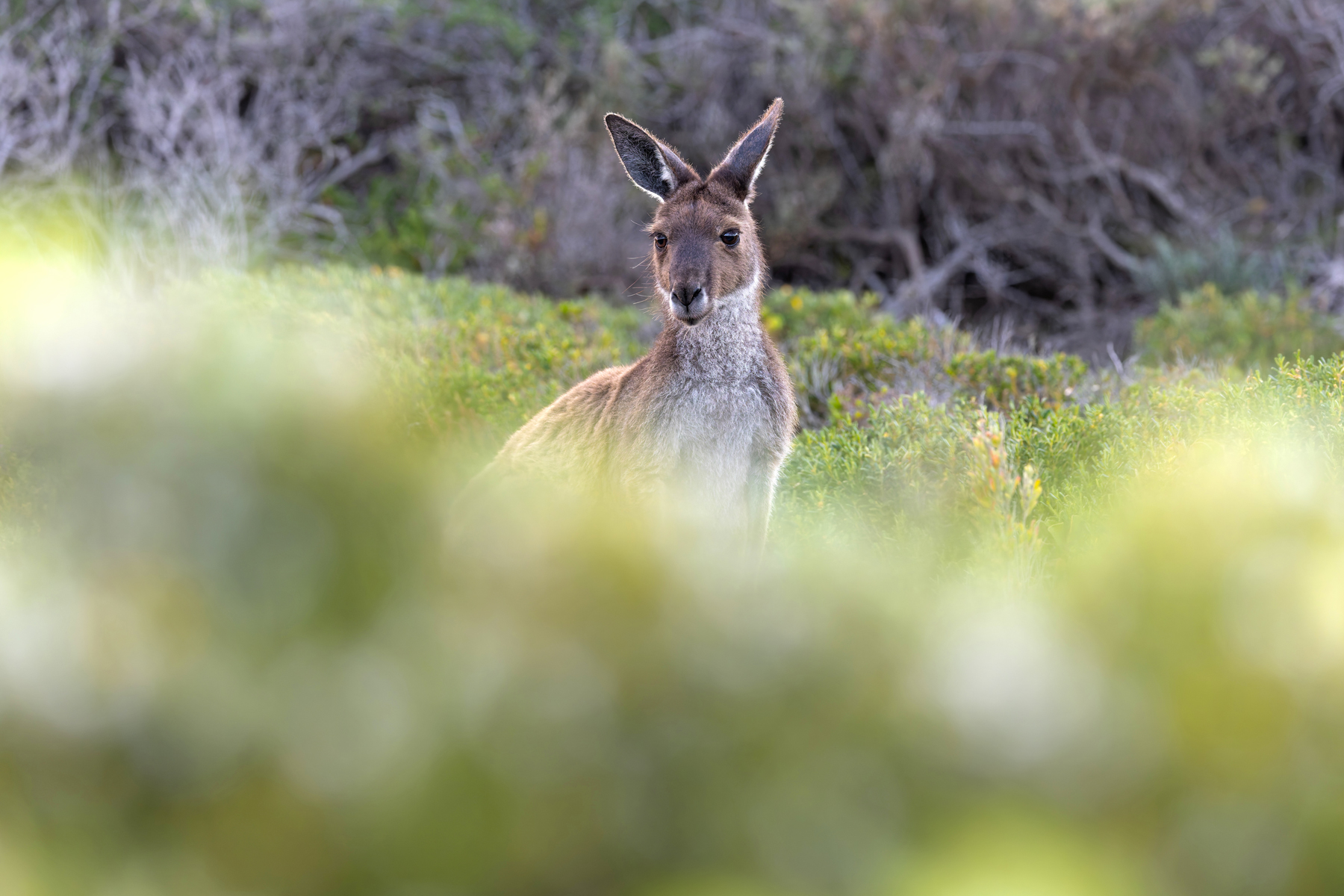 Western Grey Kangaroo (image by Mike Watson)