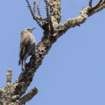 White-browed Treecreeper (image by Mike Watson)