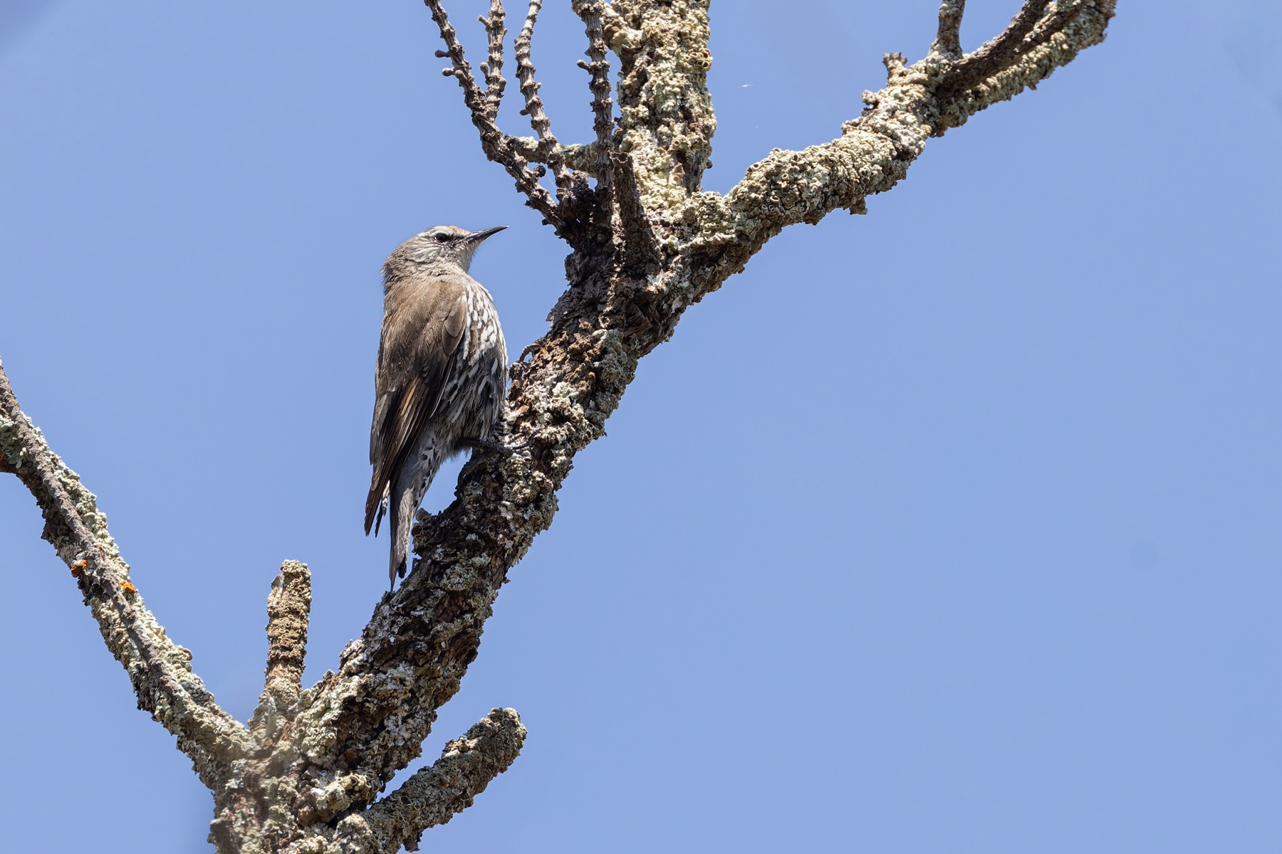 White-browed Treecreeper (image by Mike Watson)