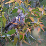 Yellow Wattlebird (image by Mike Watson)