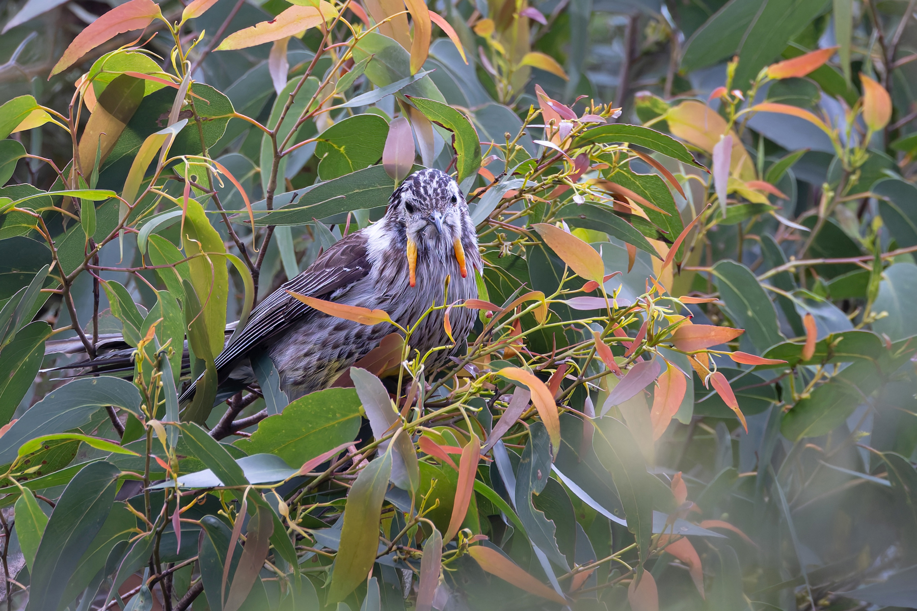 Yellow Wattlebird (image by Mike Watson)