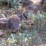 Yellow-footed Rock Wallaby (image by Mike Watson)