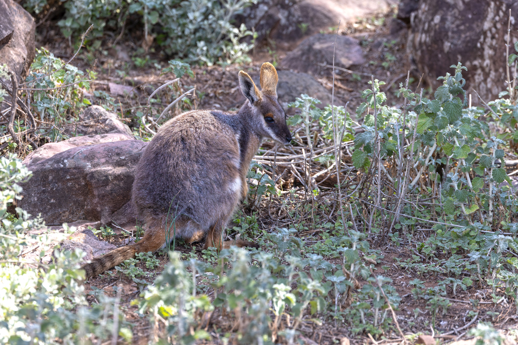 Yellow-footed Rock Wallaby (image by Mike Watson)