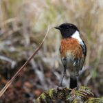 African Stonechat of the endemic subspecies voelzkowi (image by Hannu Jännes)