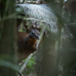 Albert's Lyrebird (image by Simon Mitchell)