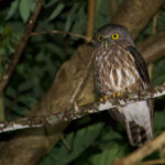 Andaman Boobook (image by Craig Robson)