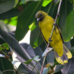 Andaman Bulbul (image by Craig Robson)