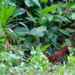 Andaman Crake (image by Craig Robson)