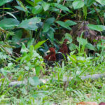 Andaman Crakes (image by Craig Robson)