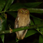 Andaman Scops Owl (image by Craig Robson)