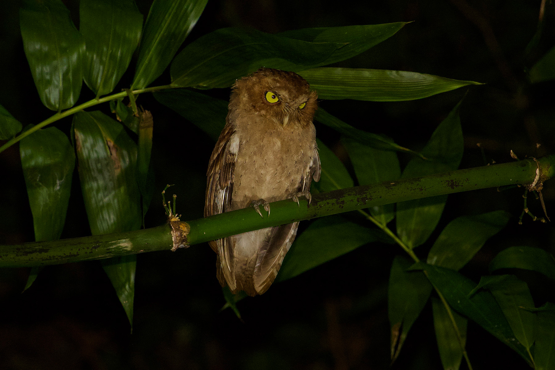 Andaman Scops Owl (image by Craig Robson)
