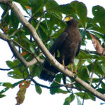 Andaman Serpent Eagle (image by Craig Robson)