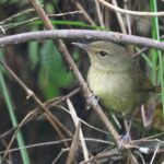 Anjouan Brush Warbler (image by Hannu Jännes)