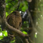 Anjouan Scops Owl (image by Ken Berry)