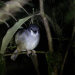 Ashy Robin (image by Dáni Balla)