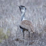 Australian Bustard (image by Simon Mitchell)
