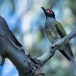 Australian Figbird (image by Simon Mitchell)