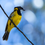 Australian Golden Whistler (image by Simon Mitchell)