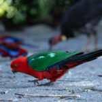 Australian King Parrots (image by Simon Mitchell)