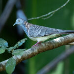 Bar-winged Dove (image by Simon Mitchell)