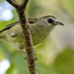 Bare-eyed White-eye (image by Paul van Giersbergen)