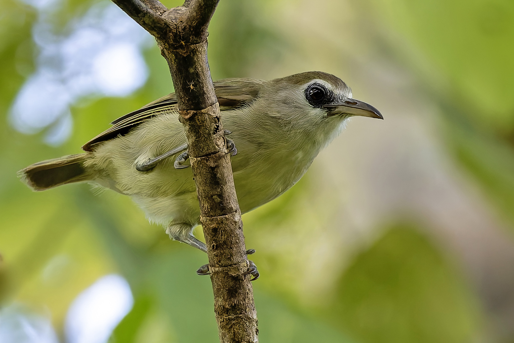 Bare-eyed White-eye (image by Paul van Giersbergen)
