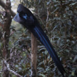 Black Sicklebill (image by Dáni Balla)