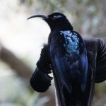 Black Sicklebill (image by Dáni Balla)