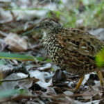 Black-breasted Buttonquail (image by Simon Mitchell)