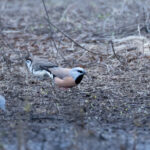 Black-throated Finches (image by Simon Mitchell)