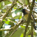 Black-throated Munia (image by Craig Robson)