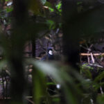 Blue Jewel-babbler (image by Dáni Balla)