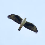 Bonelli's Eagle (image by Craig Robson)