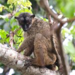 Brown Lemur (image by Hannu Jännes)