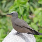 Brown Noddy (image by Hannu Jännes)