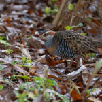 Buff-banded Rail (image by Simon Mitchell)