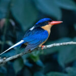 Buff-breasted Paradise Kingfisher (image by Simon Mitchell)