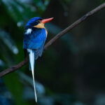 Buff-breasted Paradise Kingfisher (image by Simon Mitchell)