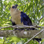 Buff-headed Coucal (image by Paul van Giersbergen)