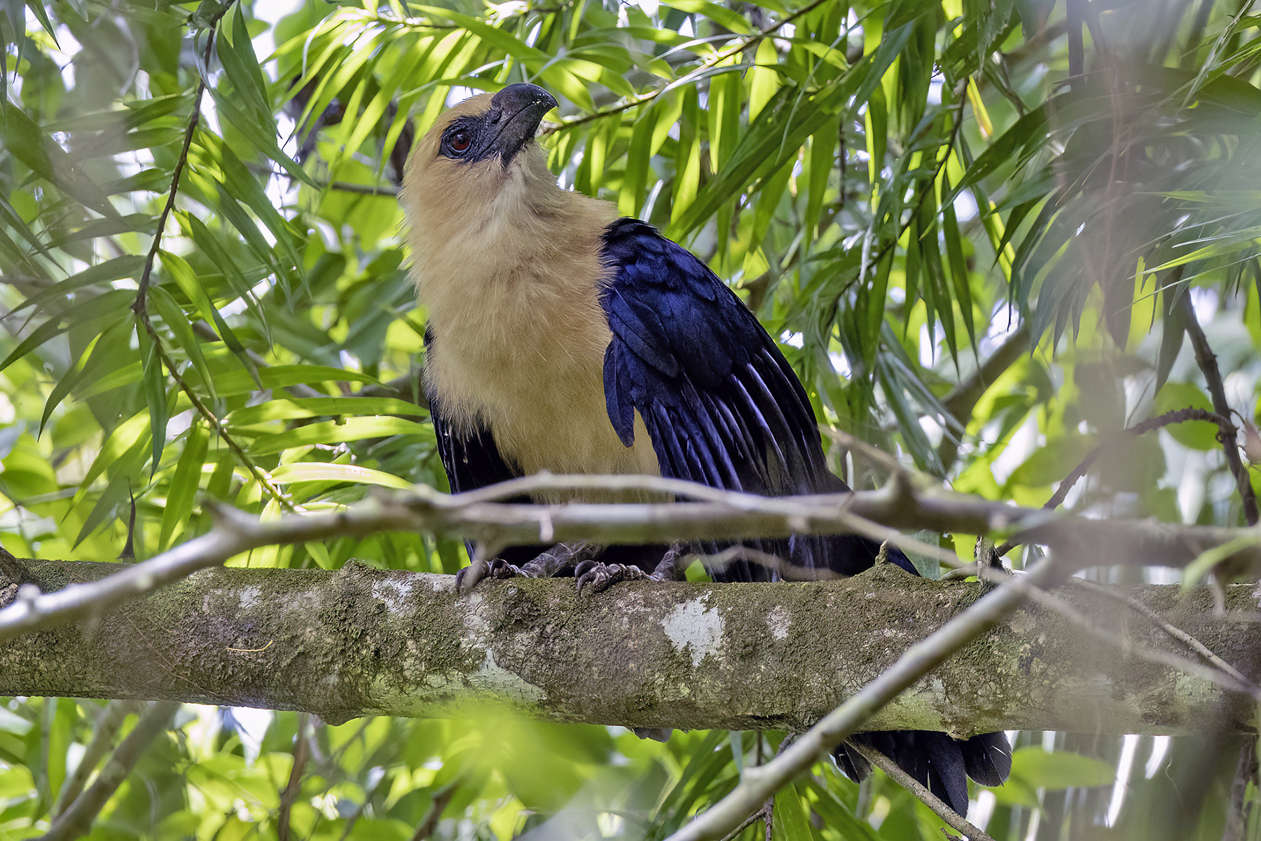 Buff-headed Coucal (image by Paul van Giersbergen)