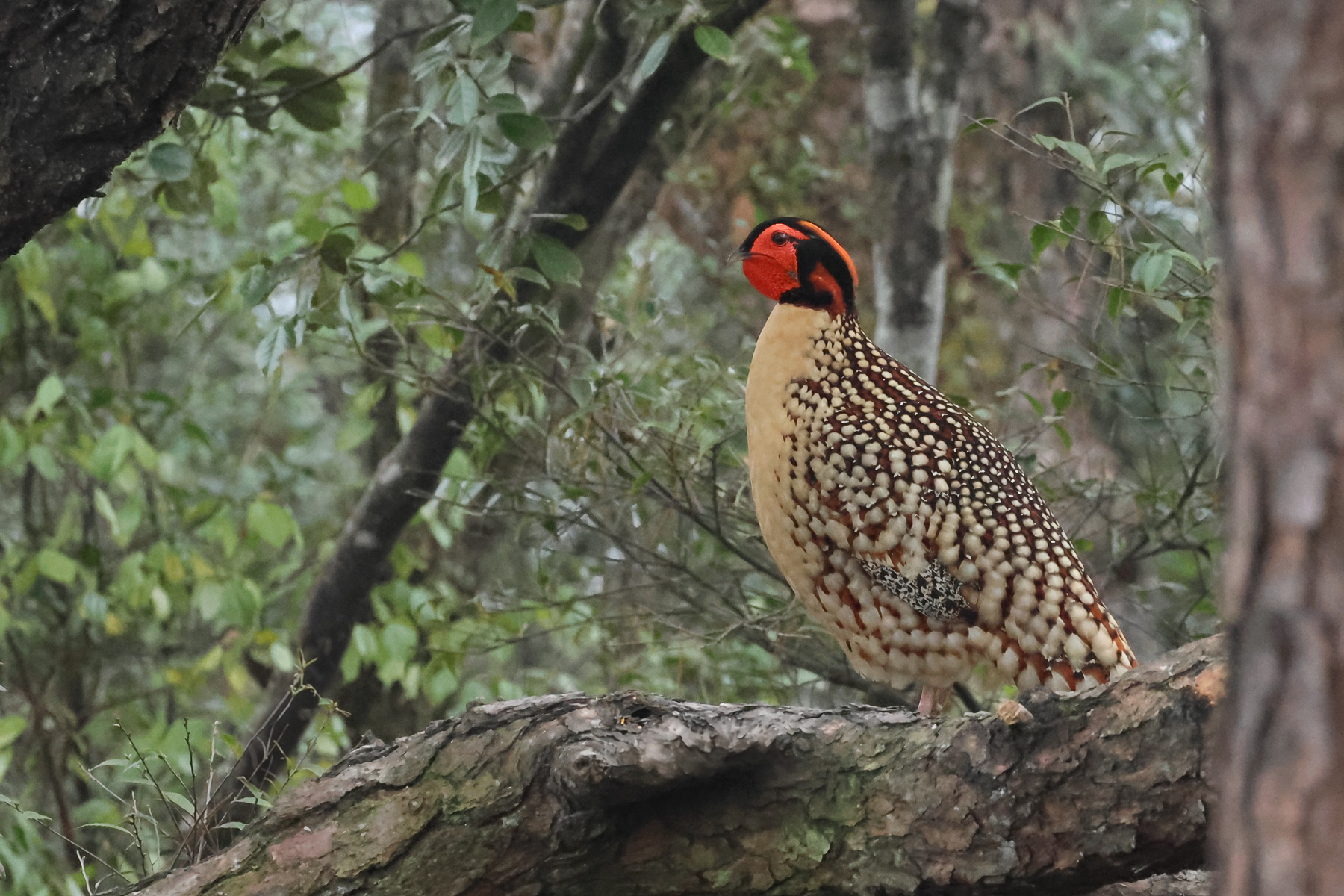 Cabot's Tragopan (image by Vincent van der Spek)