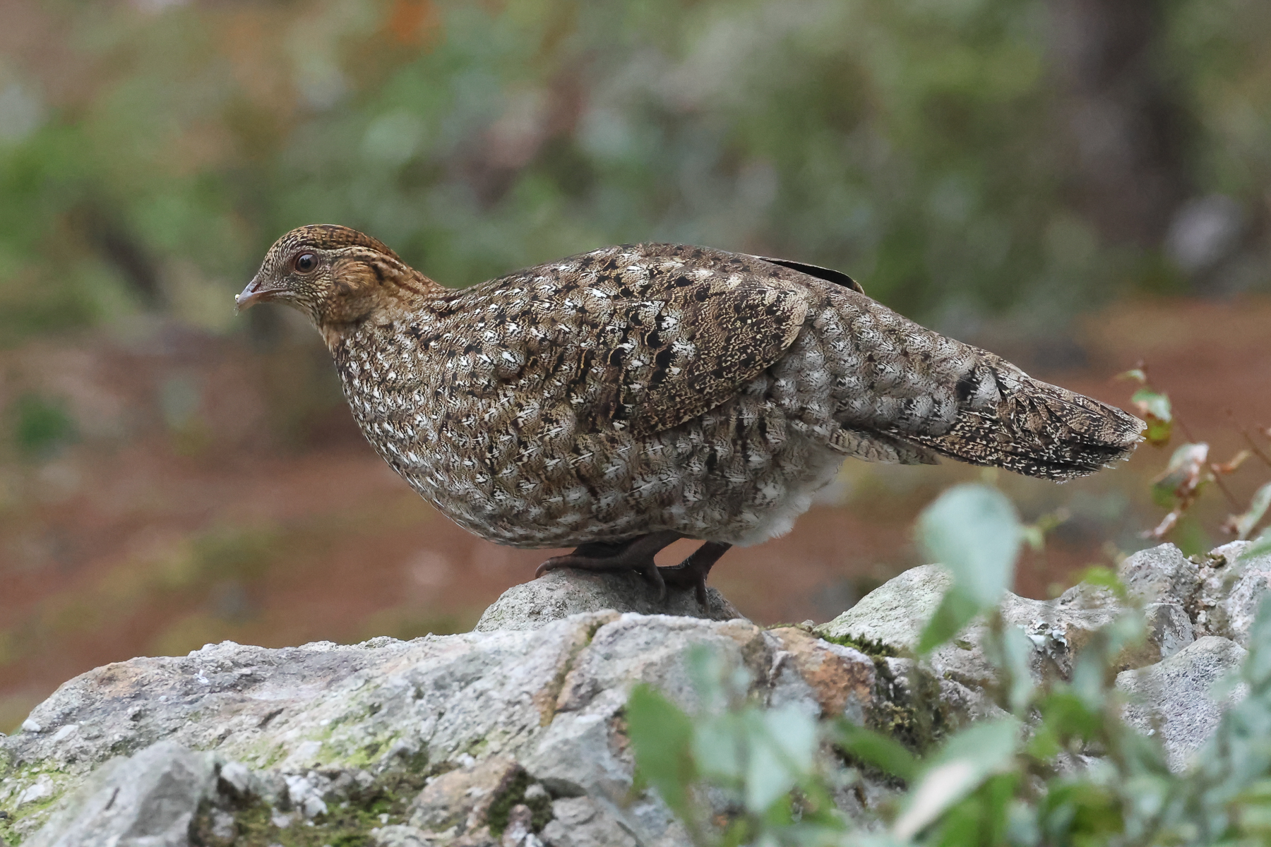 Cabot's Tragopan female (image by Vincent van der Spek)