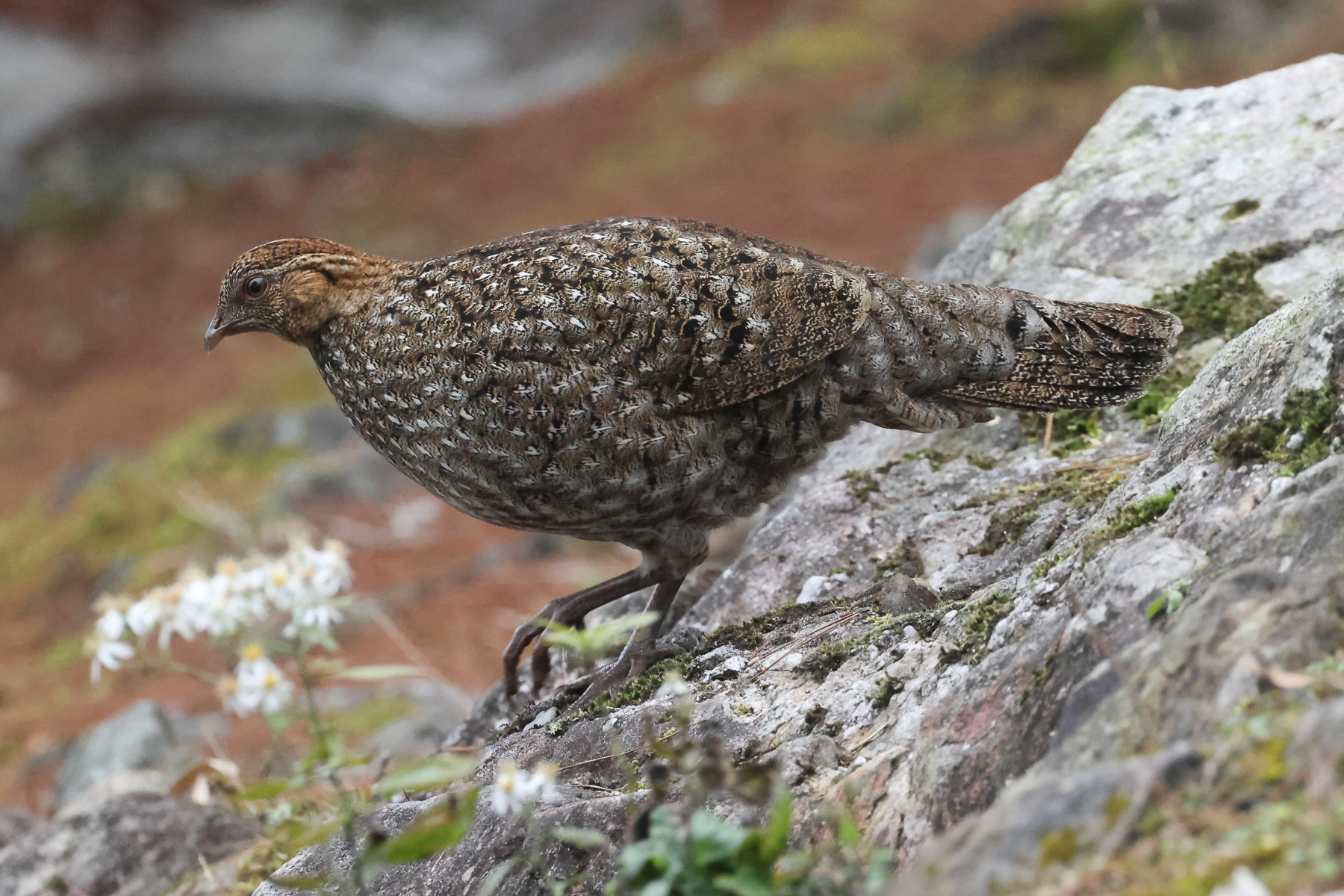 Cabot's Tragopan female (image by Vincent van der Spek)
